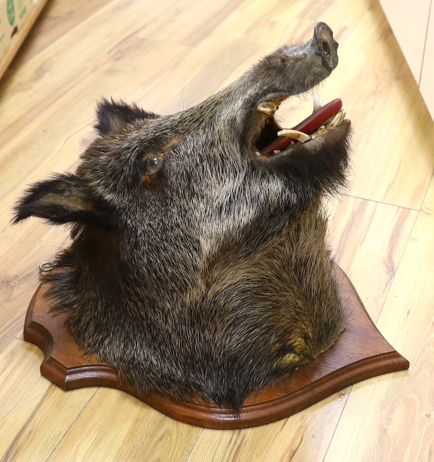 A shield mounted taxidermy boar's head, 53cm deep
